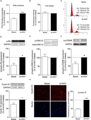 Disruption of AKAP-PKA Interaction Induces Hypercontractility With Concomitant Increase in Proliferation Markers in Human Airway Smooth Muscle